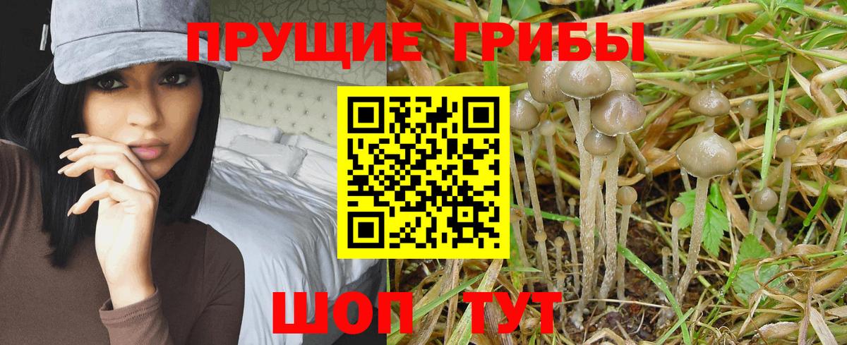 Галлюциногенные грибы MAGIC MUSHROOMS  Псилоцибиновые грибы мицелий  Вход с VPN  Киров 
